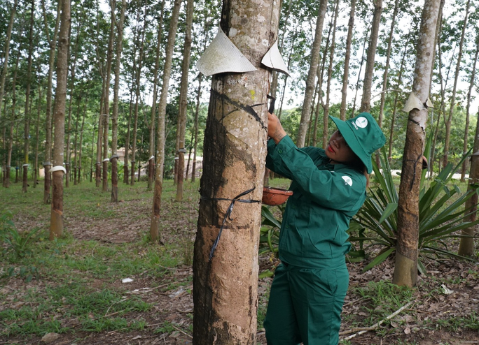 Đảm bảo đời sống cho công nhân cao su